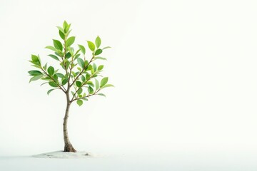 Fototapeta premium Lone sapling, delicate leaves, stark white backdrop, seedling, summer, single
