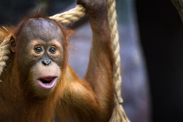 Young orangutan with an expressive face holds onto a thick rope in a close-up view. Orangutans are...
