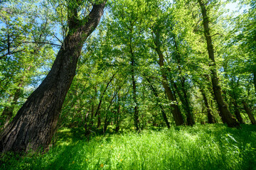 Beautiful spring landscapes in green forest with bright sunlight shining through leaves of trees onto grass.