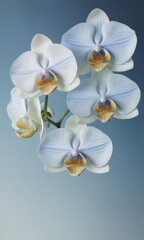 Close-up watercolor depiction of Philippine Phalaenopsis orchids against a serene blue wash , flower, Philippine flora