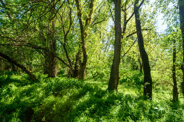 The picturesque spring scenery in the verdant woodland, with the sun shining through the leaves of the trees onto the grass.