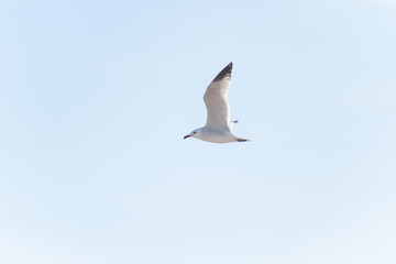 GAVIOTA DE AUDOUIN (Ichthyaetus Andouinii)