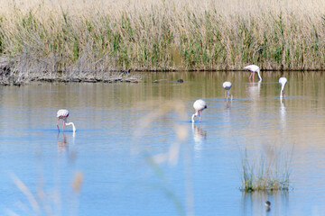 FLAMENCO COMÚN (Phoenicopterus Roseus) EN UNA LAGUNA