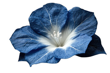 A mesmerizing blue moonflower blossom strikingly detailed against a black background with soft on transparent background