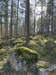 autumn in the forest