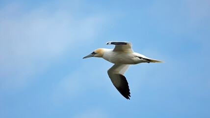 Northern gannets soaring above the cliffs