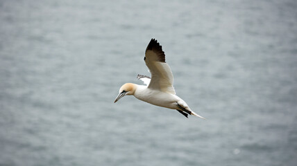 Northern gannets soaring above the cliffs
