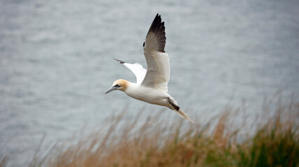 Northern gannets soaring above the cliffs