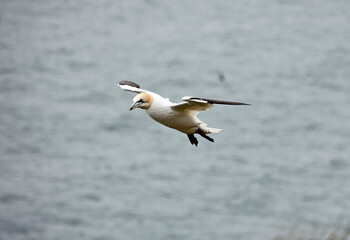Northern gannets soaring above the cliffs