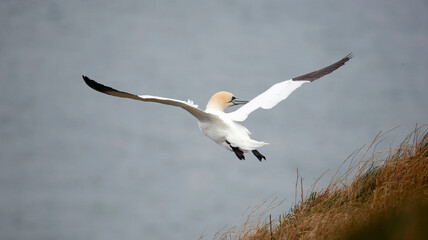 Northern gannets soaring above the cliffs