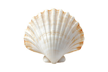 empty seashell isolated on transparent background