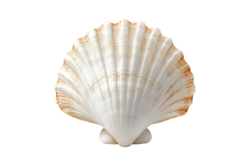 empty seashell isolated on transparent background
