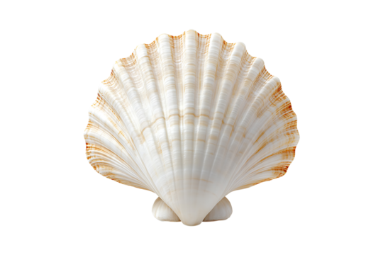 empty seashell isolated on transparent background