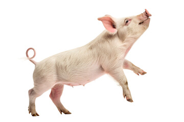 Excited young piglet standing on hind legs looking up isolated on black