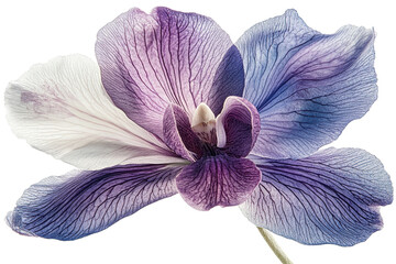 Exquisite purple and white orchid blossom detailed petals intricate veins isolated on black on transparent background