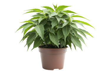 Obraz premium Lush green potted plant vibrant leaves thriving nature studio shot on black on transparent background