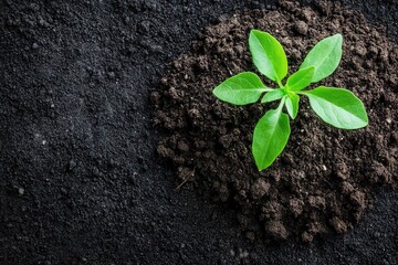 Naklejka premium Fresh green plant sprouting from rich dark soil, symbolizing growth and renewal in nature