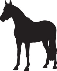 horse silhouette in a standing pose on white background