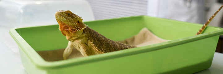 Closeup of cute iguana sitting in open green plastic pet carrier on desk, veterinarian wearing lab coat and medical gloves taking notes in background