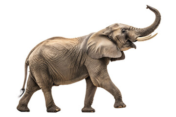 African elephant walking with trunk raised on isolated black background wildlife