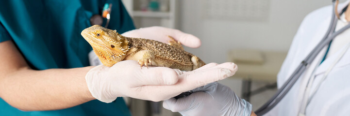 Closeup of male vet holding lizard in hands while female colleague examining it with stethoscope, header