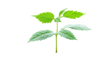 Vibrant green seedling plant sprout a symbol of new life and growth isolated on a pure black on transparent background