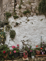 Simple White Wall with Beautifully Arranged Potted Plants for a Cozy Ambiance