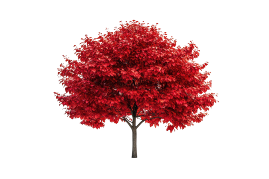 Vibrant red tree isolated on black background showcasing autumnal splendor rich crimson leaves on transparent background