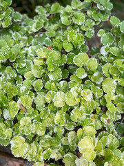 Bush of green small leaves in Thailand. Greening, Thai vegetation near temples, eternal summer.
