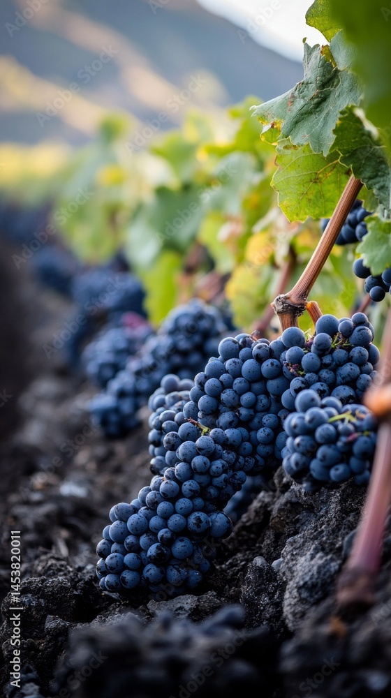 Poster rows of lush grapevines display clusters of plump, deep purple grapes ready for harvest. the soft li