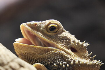 Animal portrait at the zoo