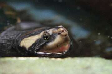 Obraz premium Animal portrait at the zoo