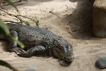 Animal portrait at the zoo