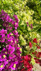 Vibrant Purple Red Bougainvillea in Full Bloom