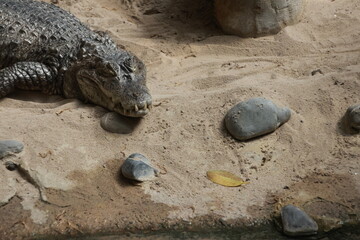 Animal portrait at the zoo