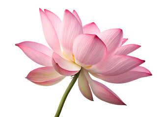 Fototapeta premium Elegant pink lotus flower blossom isolated on black background macro shot
