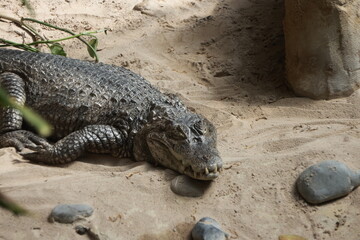 Fototapeta premium Animal portrait at the zoo