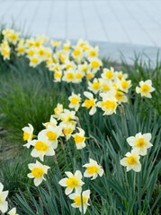 Fototapeta premium daffodil flowerbed in park, selective focus