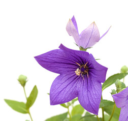Platycodon grandiflorus, Chinese bellflower, isolated on white background