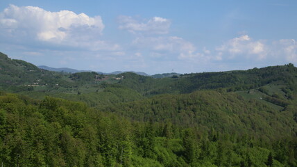 Naklejka premium forest in the mountains