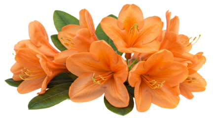 Vibrant orange flowers with delicate petals and green foliage