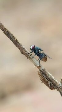 Moment of Housefly (suborder cyclorrhapha) perched on a dry branch, vectical footage Macro videography of insects.