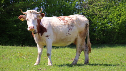 cow in a field