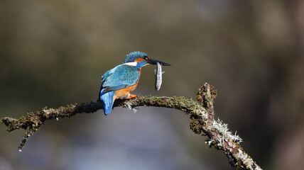 Male kingfisher on a mossy branch
