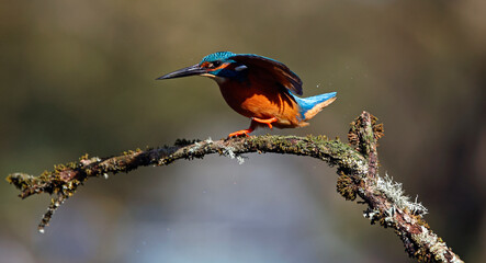 Male kingfisher on a mossy branch