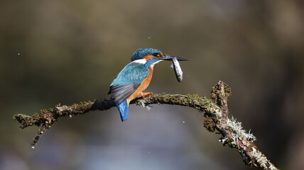 Male kingfisher on a mossy branch