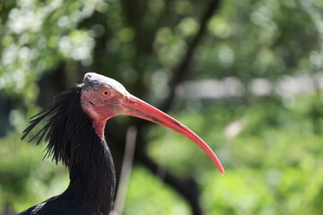 Animal portrait at the zoo
