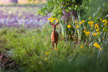 Roe deer, capreolus capreolus, forages and looks around the misty meadow in the early morning. Unconscious female wild animals with orange fur grazing on the hay field in summer.