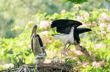 marabou stork family at nest