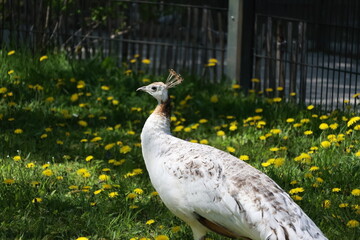 Animal portrait at the zoo